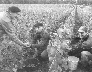 charrdonnay meerdael.gif (39385 bytes)