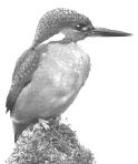 wpe6A.gif (5887 bytes)