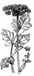 bereklauw.JPG (7174 bytes)