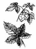 hop.JPG (4064 bytes)