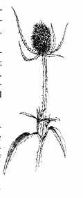 kaardebol.JPG (3524 bytes)