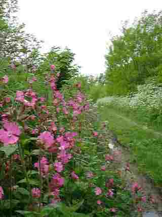 wandeling2.jpg (9478 bytes)