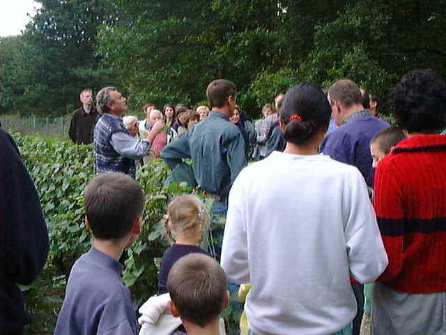 wijngaard3.JPG (51333 bytes)