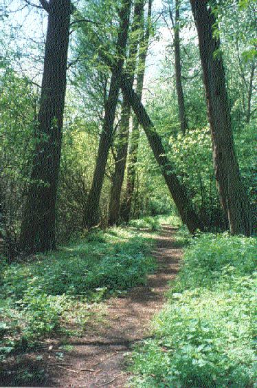 Egenhovenbos