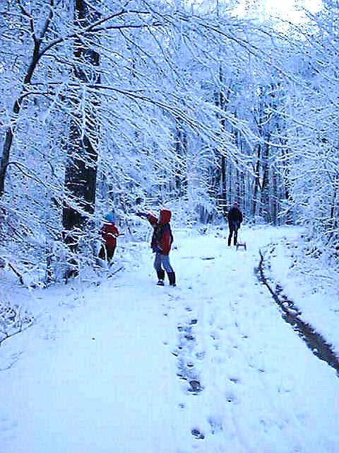 besneeuwdebomen
