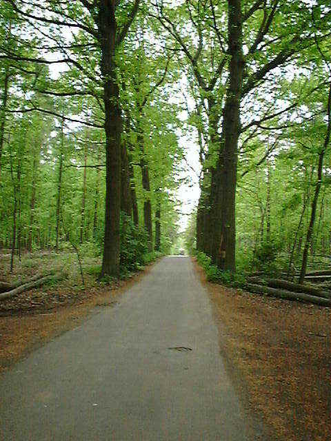 Meerdaelwoud